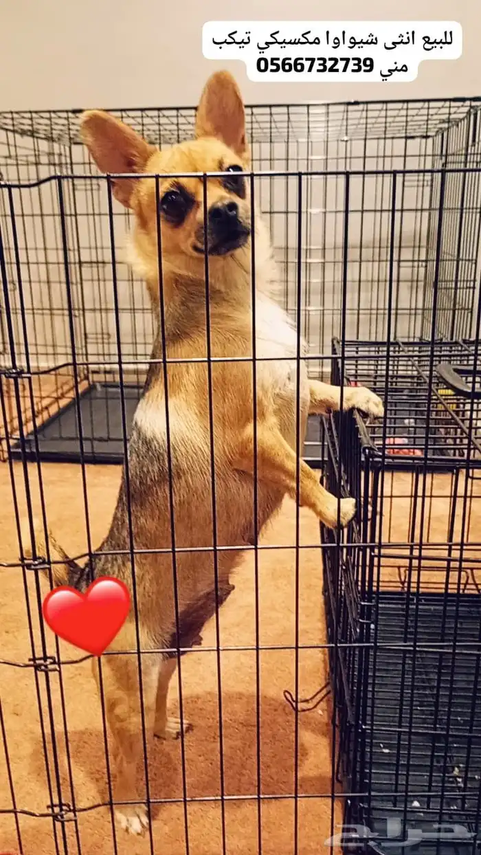 كلب شيواوا مكسيكي تي كب فيس التفاحه 0