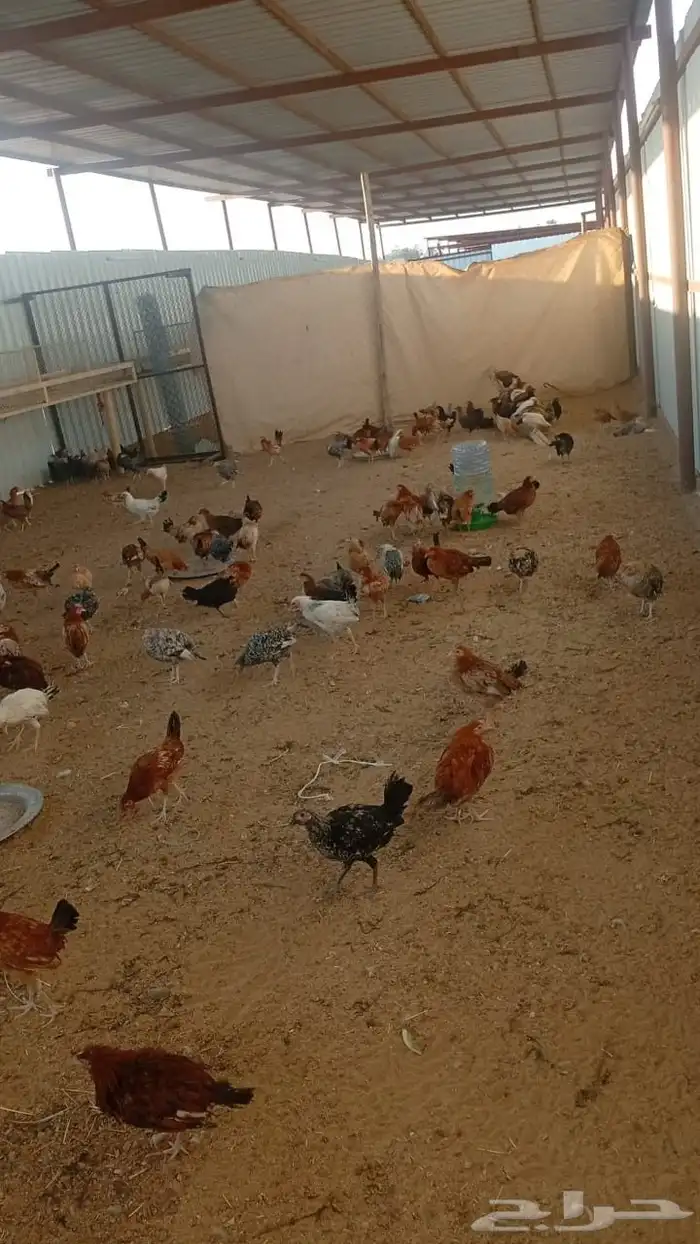 دجاج و ديك نظيف 2