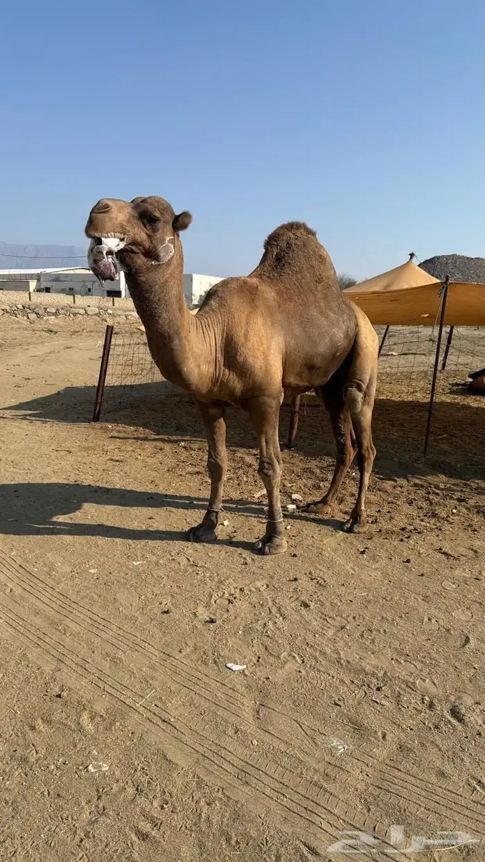 بعير فحل ساحلي 1