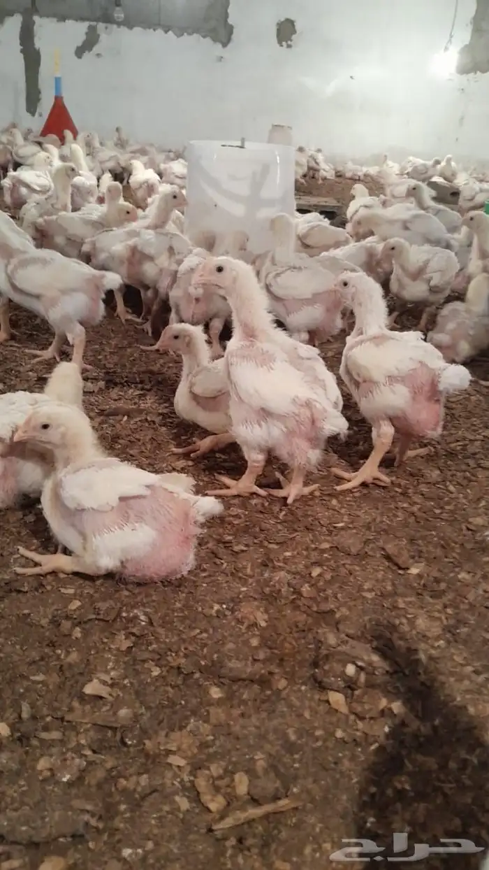 دجاج لاحم جاهز للذبح 0