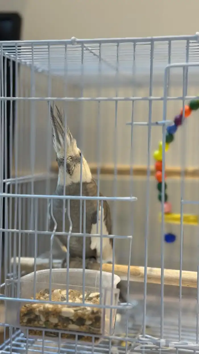 طير كروان للبيع 4