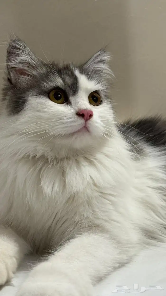 قطة شيرازي لتبني 1