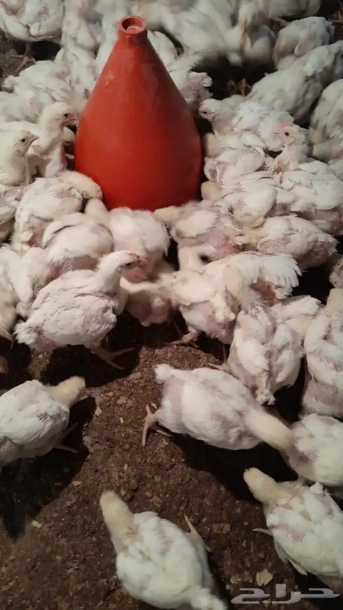 دجاج لاحم جاهز للذبح 1
