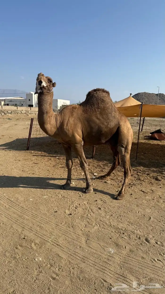 بعير فحل ساحلي 0