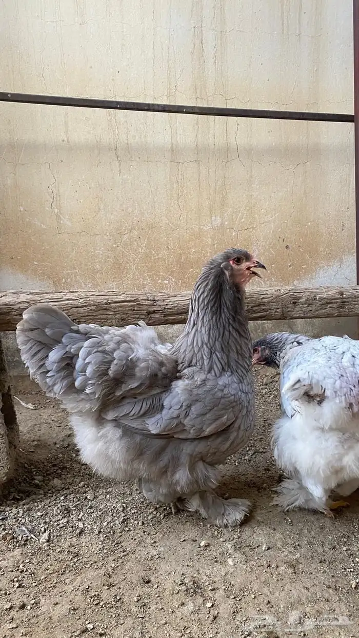 دجاج براهما 0