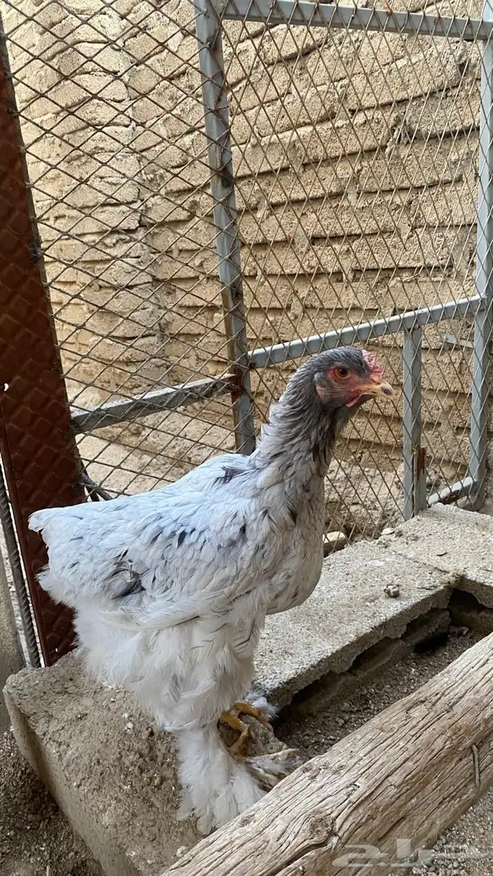 دجاج براهما 3