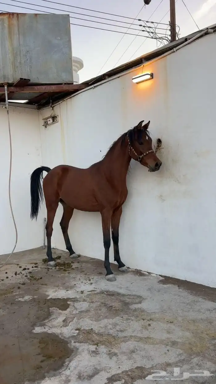 حصان شيخ واهو 0