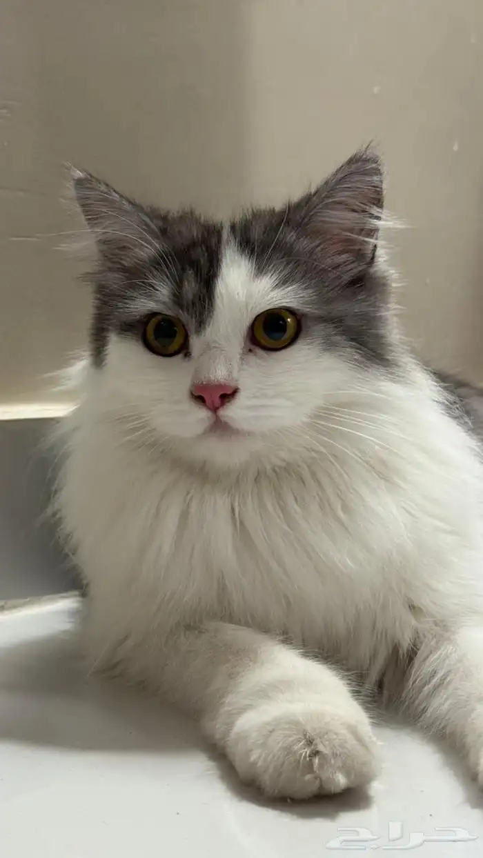 قطة شيرازي لتبني 2