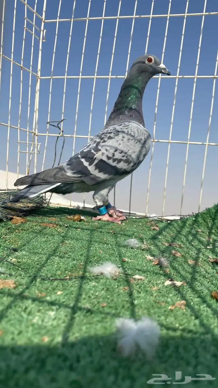 حمام زاجل سباق نوادر 17