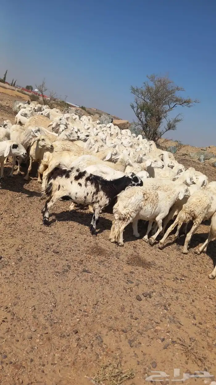 ضان حريات دفيع بفحلها مصفوطه للقناي 5