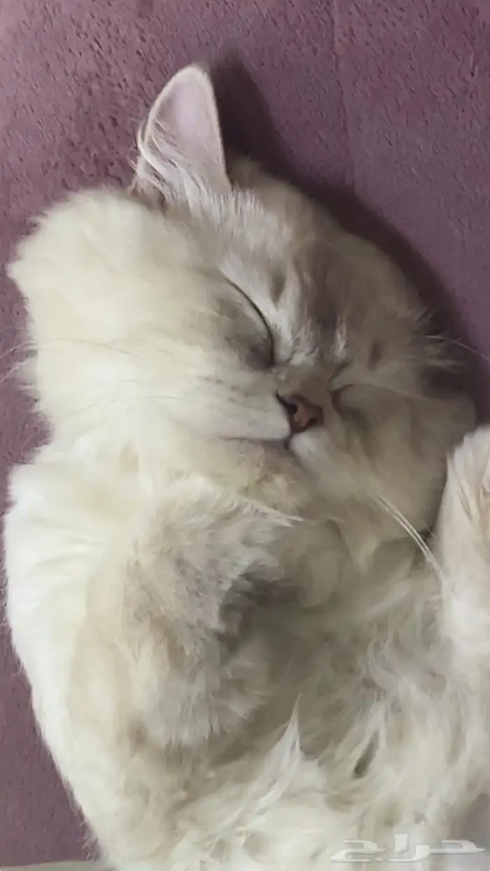 للبيع هملايا فاخر 1