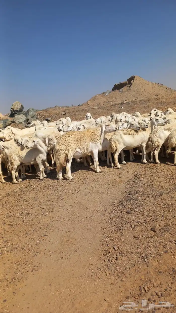 ضان حريات دفيع بفحلها مصفوطه للقناي 3