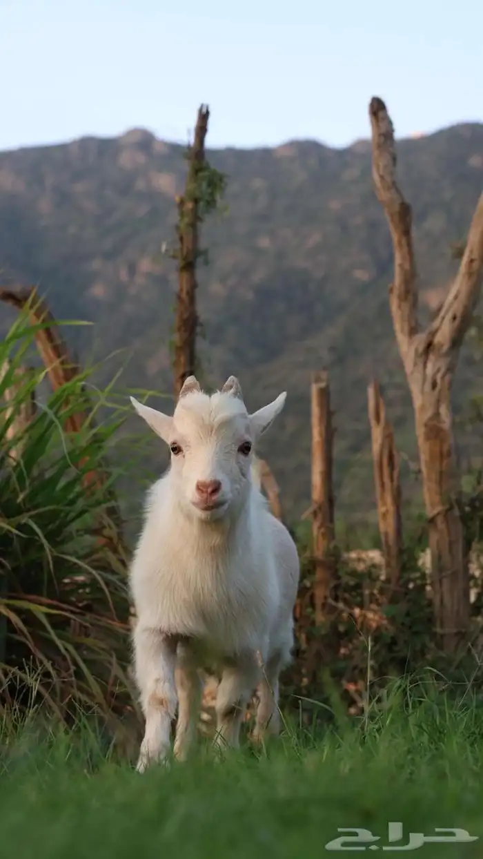 ماعز قزم 1