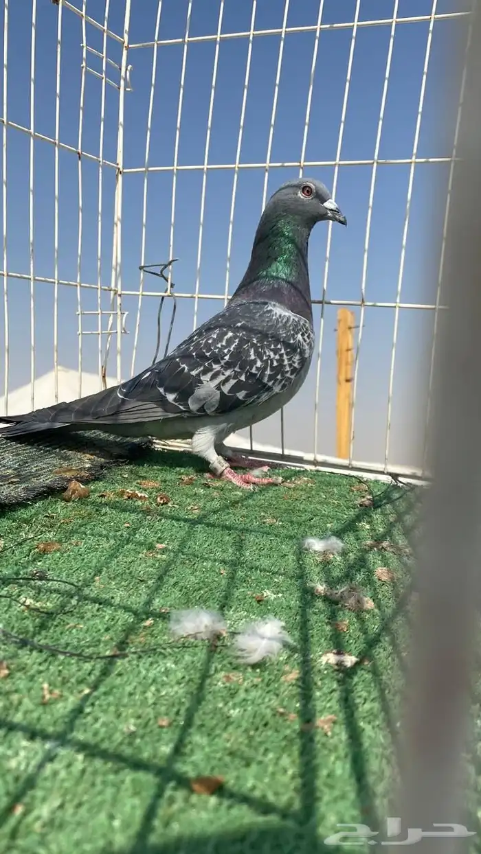 حمام زاجل سباق نوادر 15