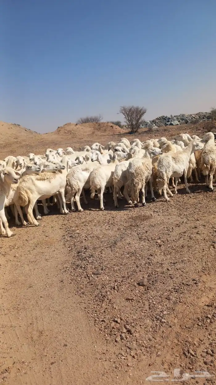 ضان حريات دفيع بفحلها مصفوطه للقناي 0