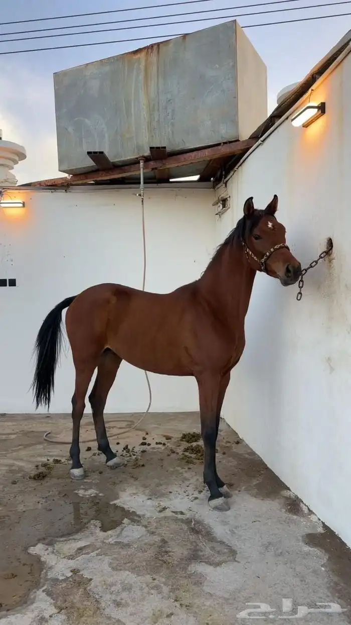 حصان شيخ واهو 1