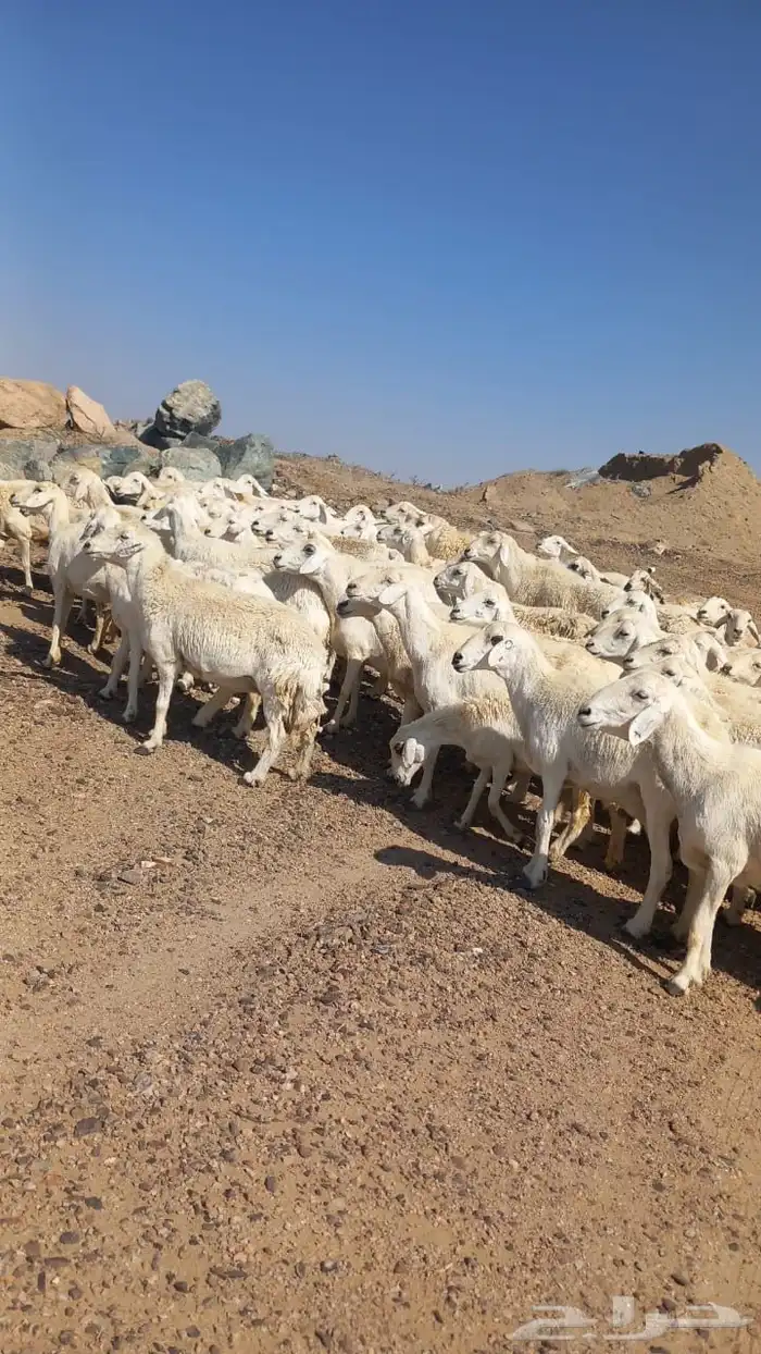 ضان حريات دفيع بفحلها مصفوطه للقناي 1