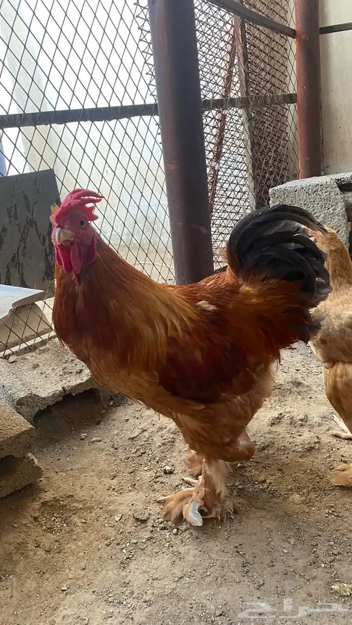 دجاج براهما 1