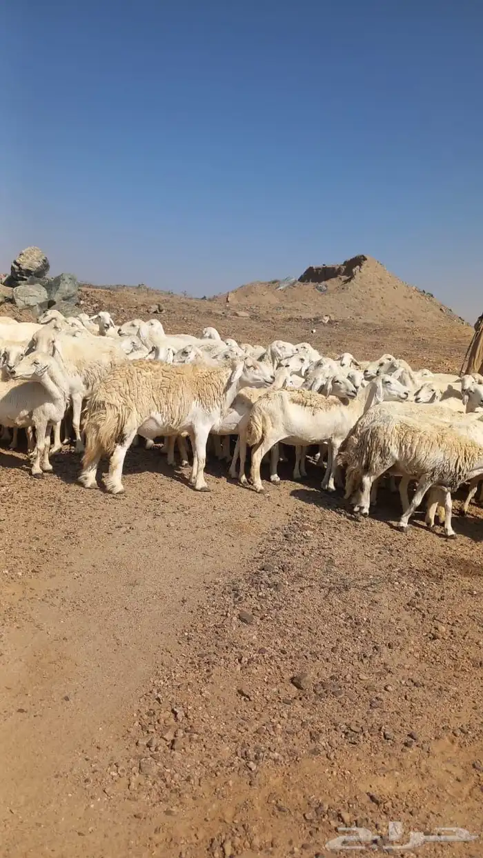 ضان حريات دفيع بفحلها مصفوطه للقناي 6