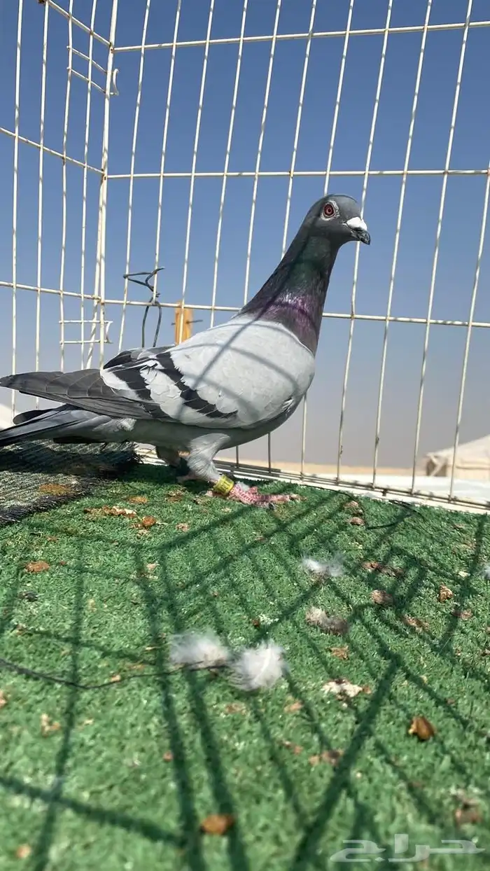 حمام زاجل سباق نوادر 0