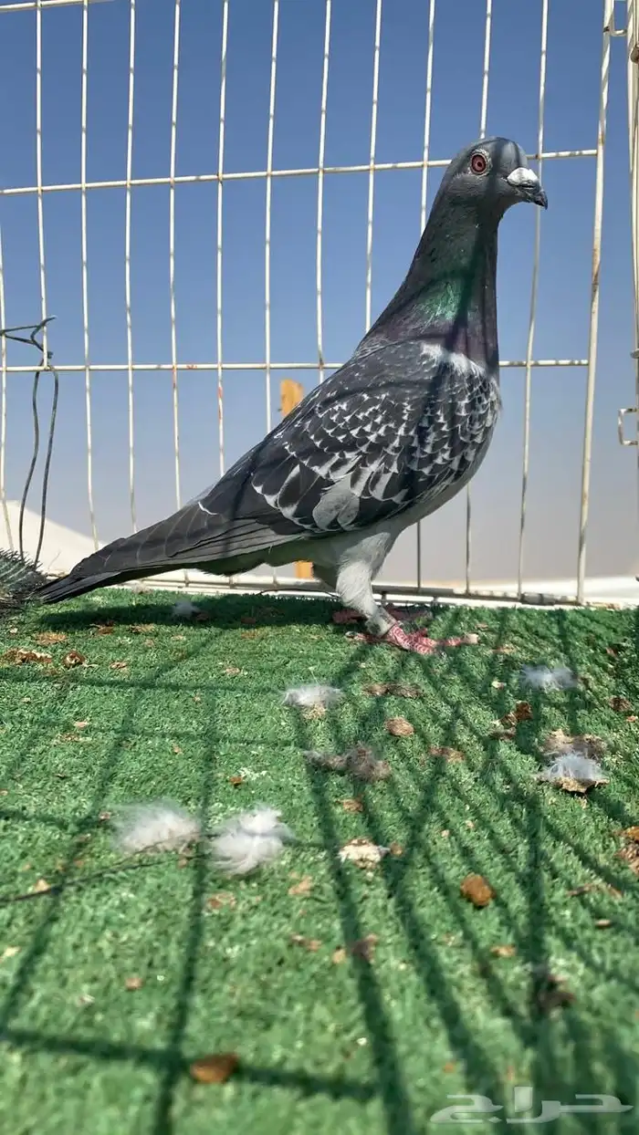 حمام زاجل سباق نوادر 16