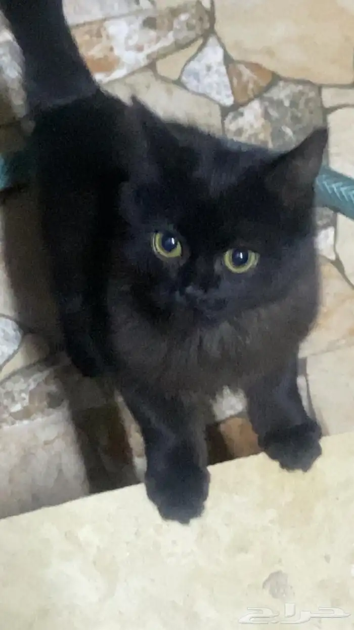 قطو ذكر لتبنى عمره ثلاث شهور معه تطعيمات 0