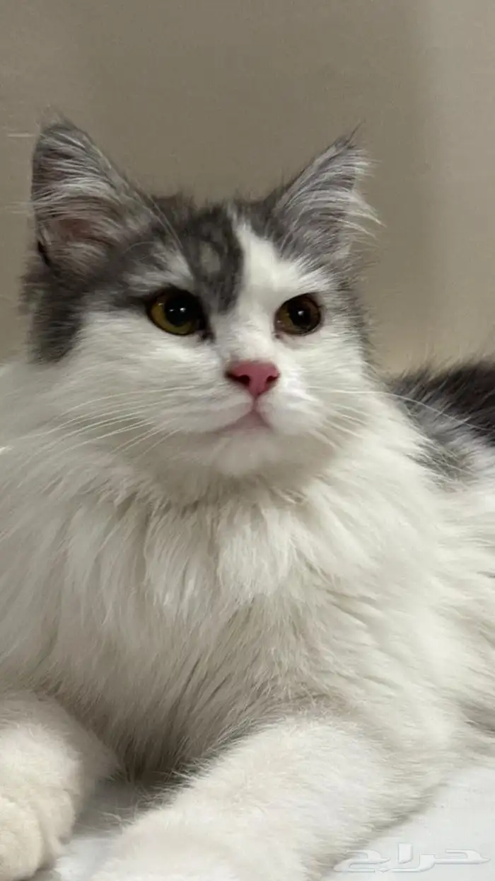 قطة شيرازي لتبني 0