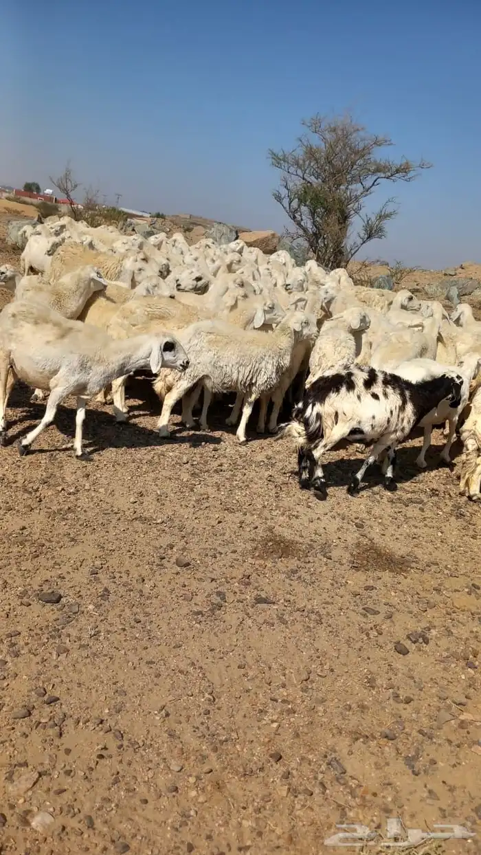 ضان حريات دفيع بفحلها مصفوطه للقناي 4