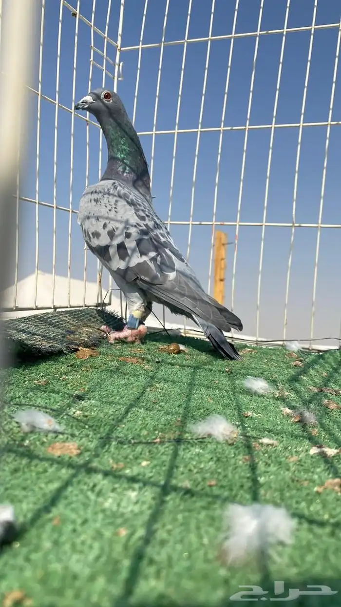 حمام زاجل سباق نوادر 18