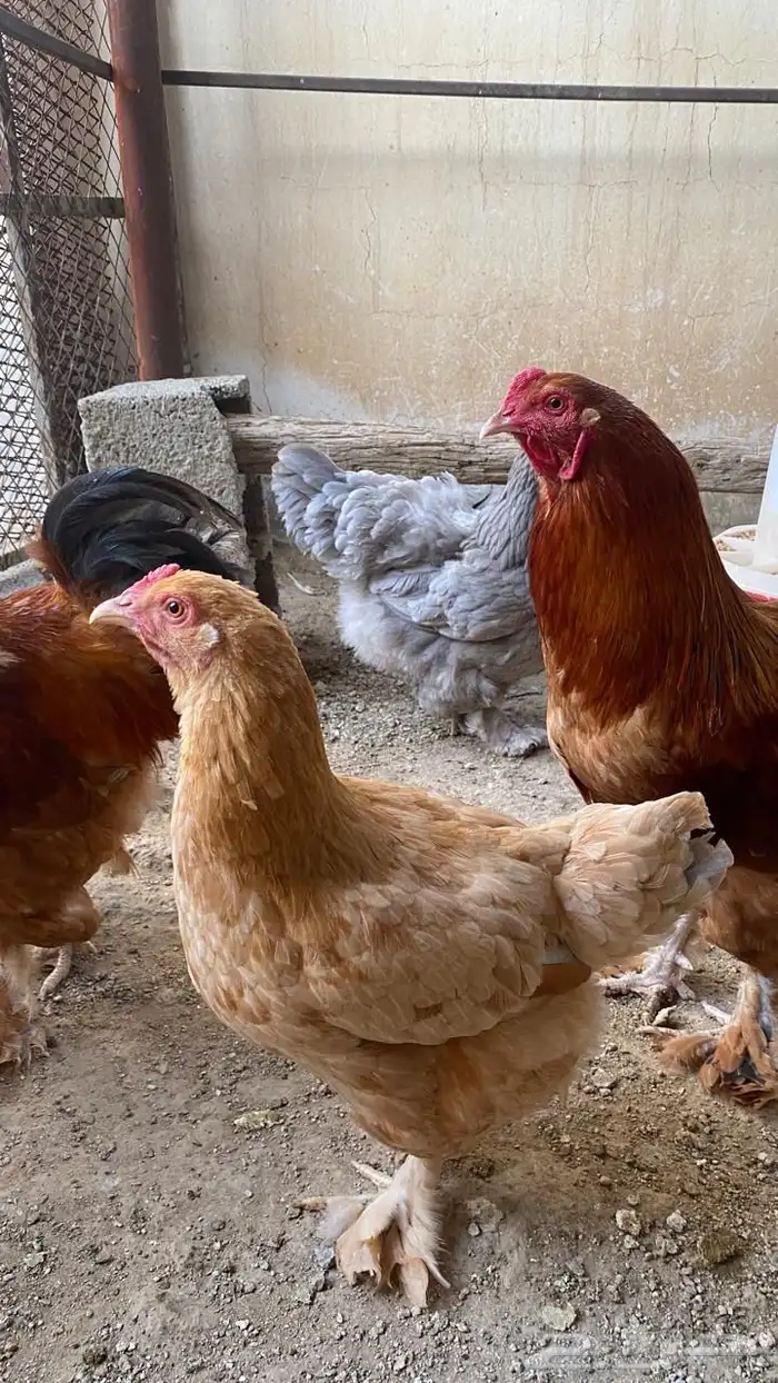 دجاج براهما 2