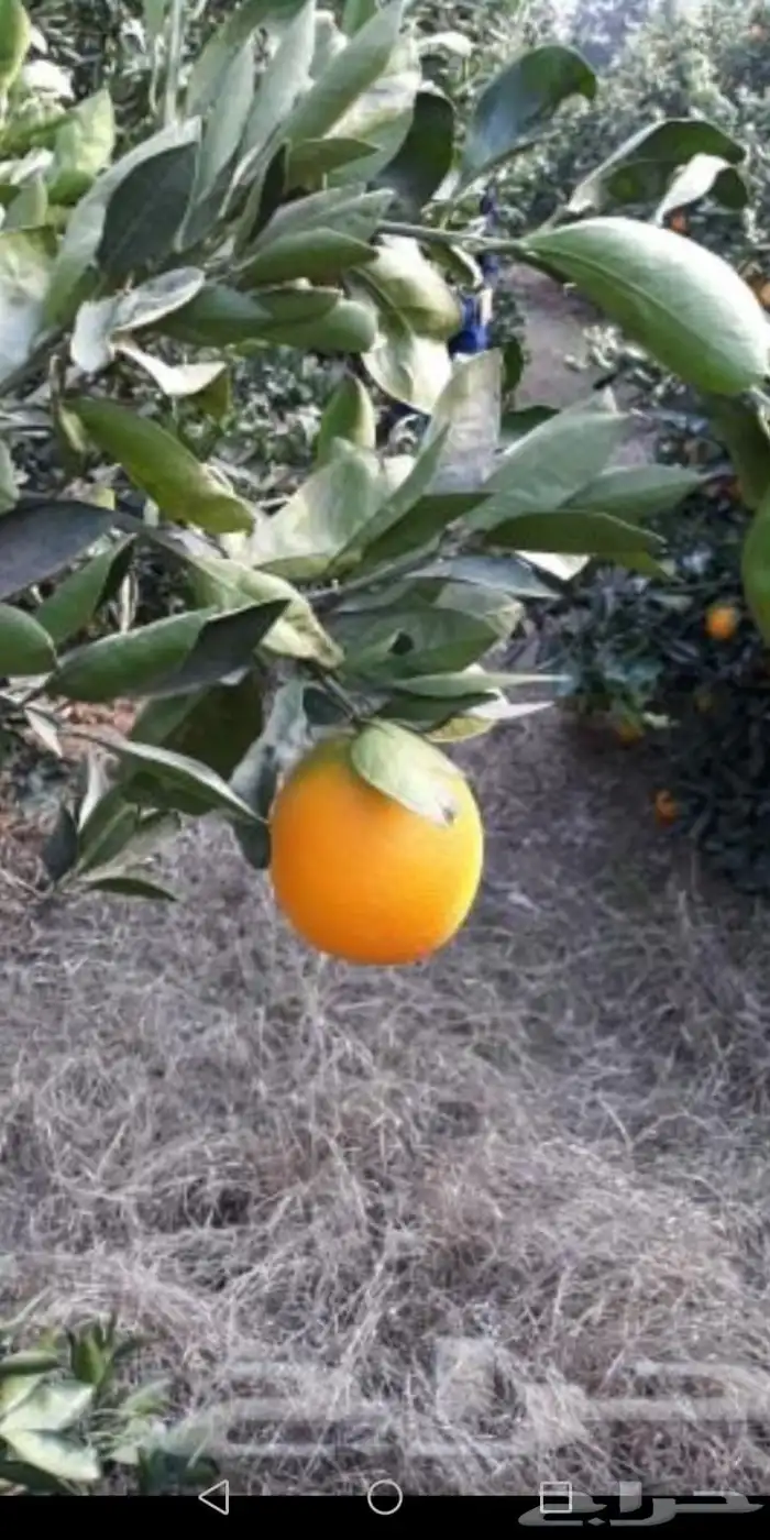 فرصة استثمار واعدة للجادين 0