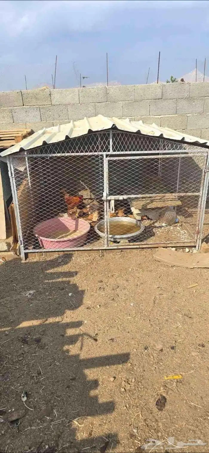 شبوك للبيع 3