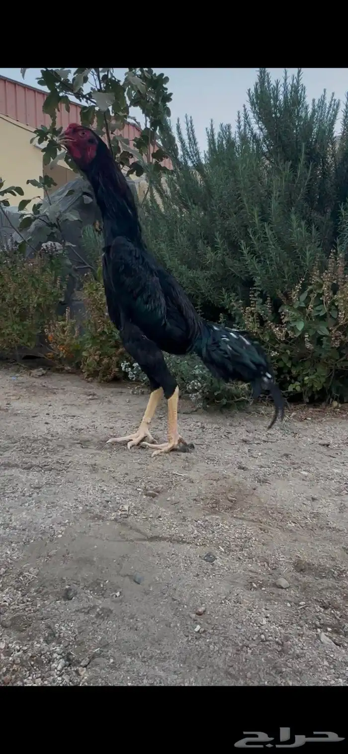 شامو الماني حامل هزاز 0