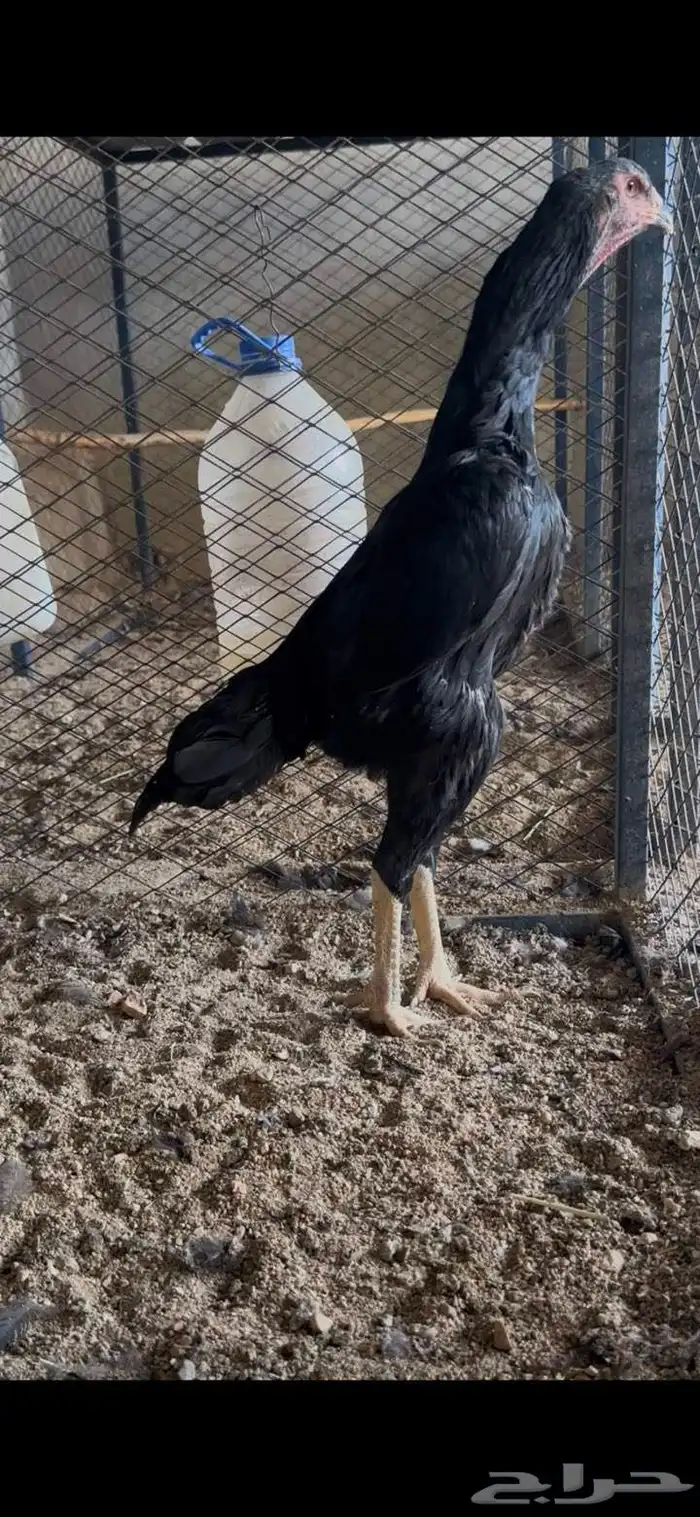 شامو الماني هزاز 1