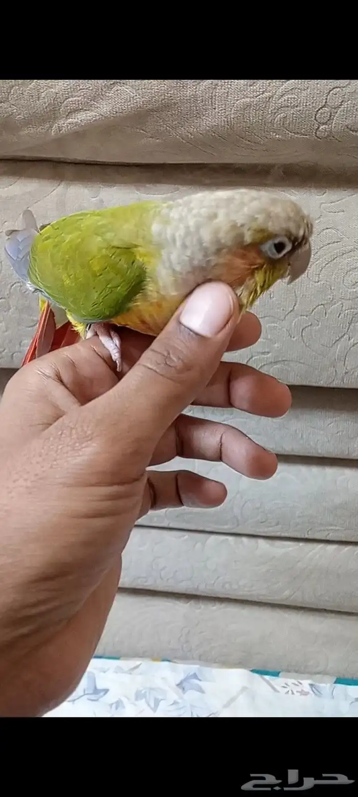 كنيور اناناس 3