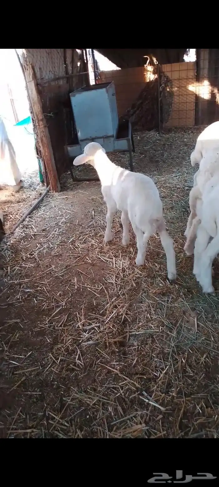 داغور خروف حري 1