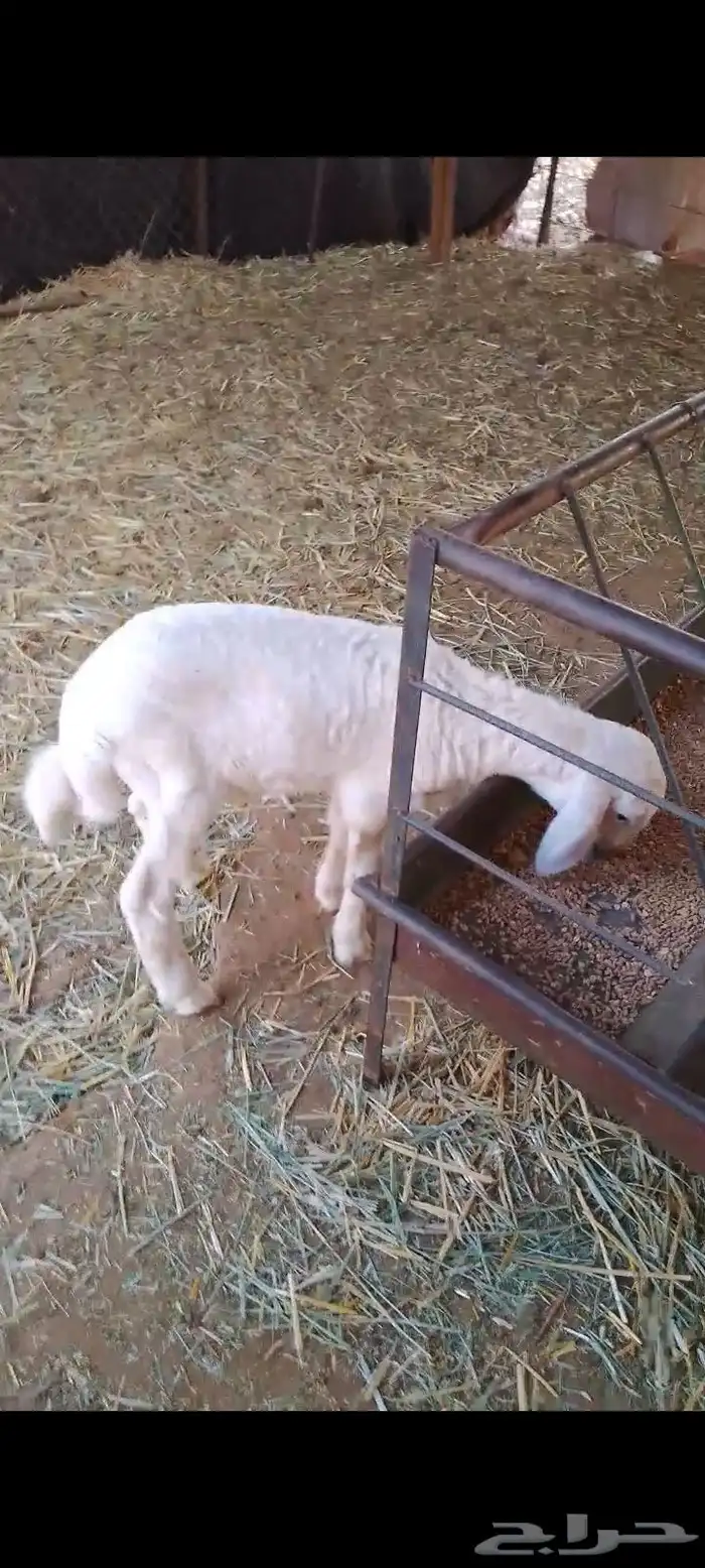 داغور خروف حري 0