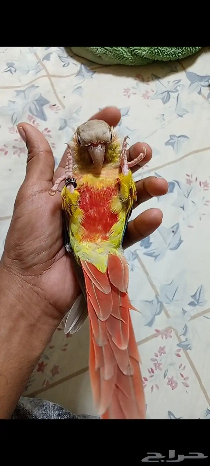 كنيور اناناس 1