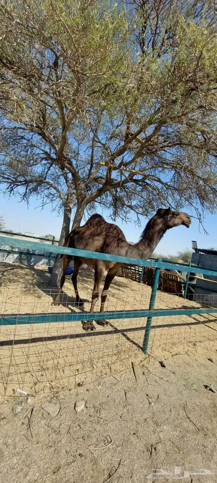 الناقه هذي مات امس ولدها لها 28 يوم سنها شاق نابه والحليب 0