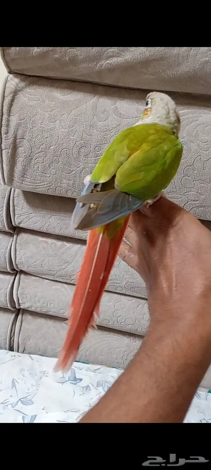 كنيور اناناس 5