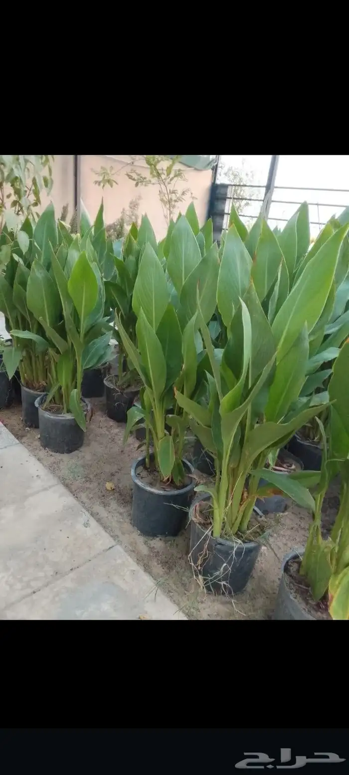 مزارع ومنسق حدائق 9