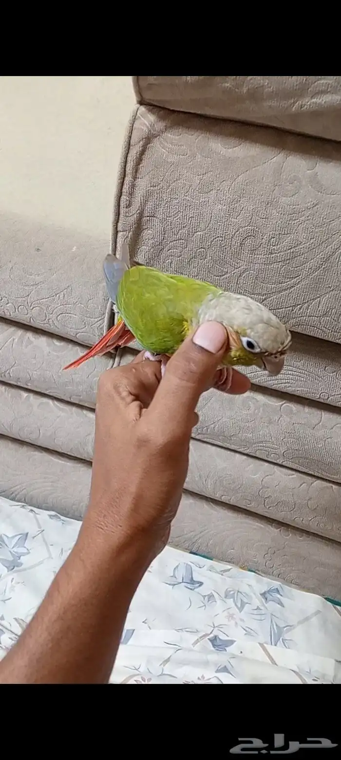 كنيور اناناس 7