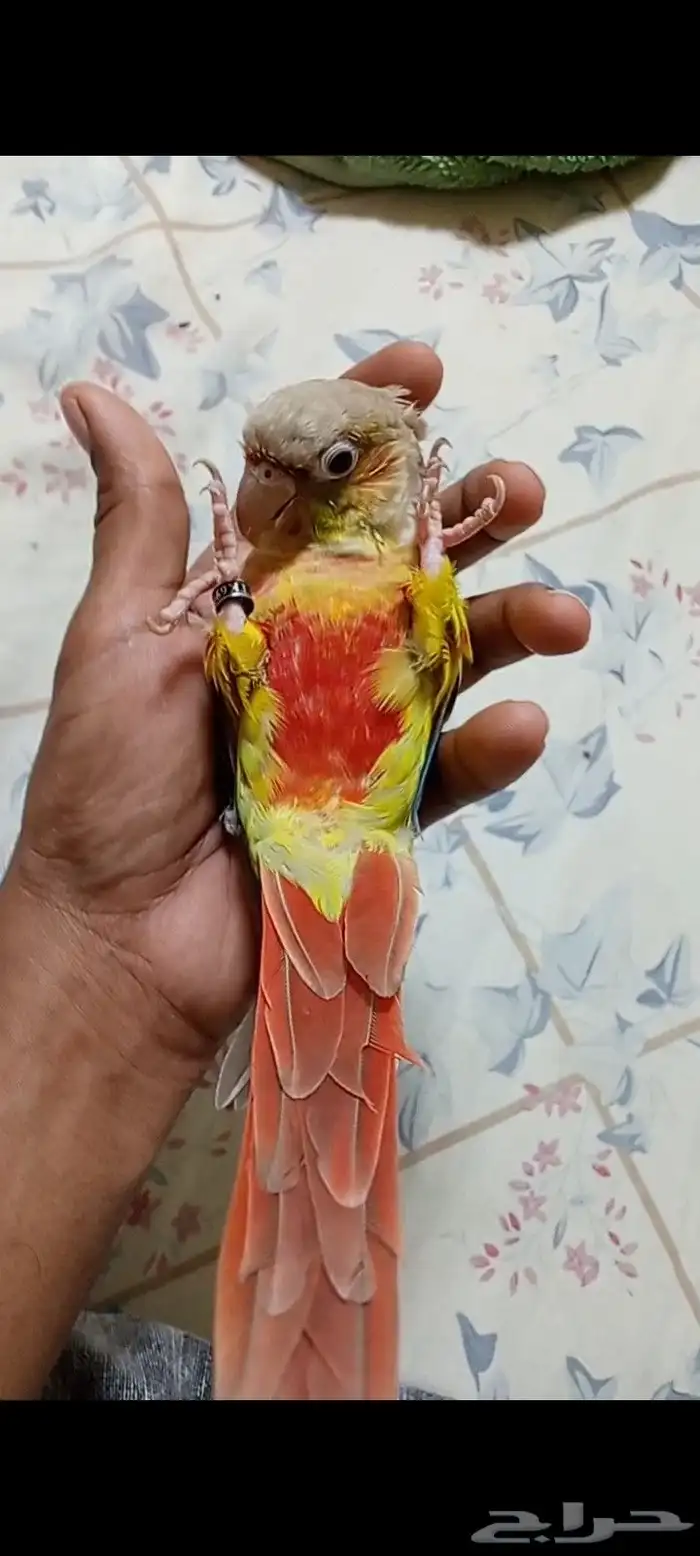 كنيور اناناس 0