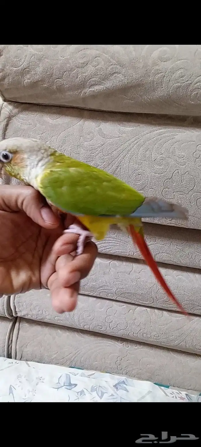 كنيور اناناس 4