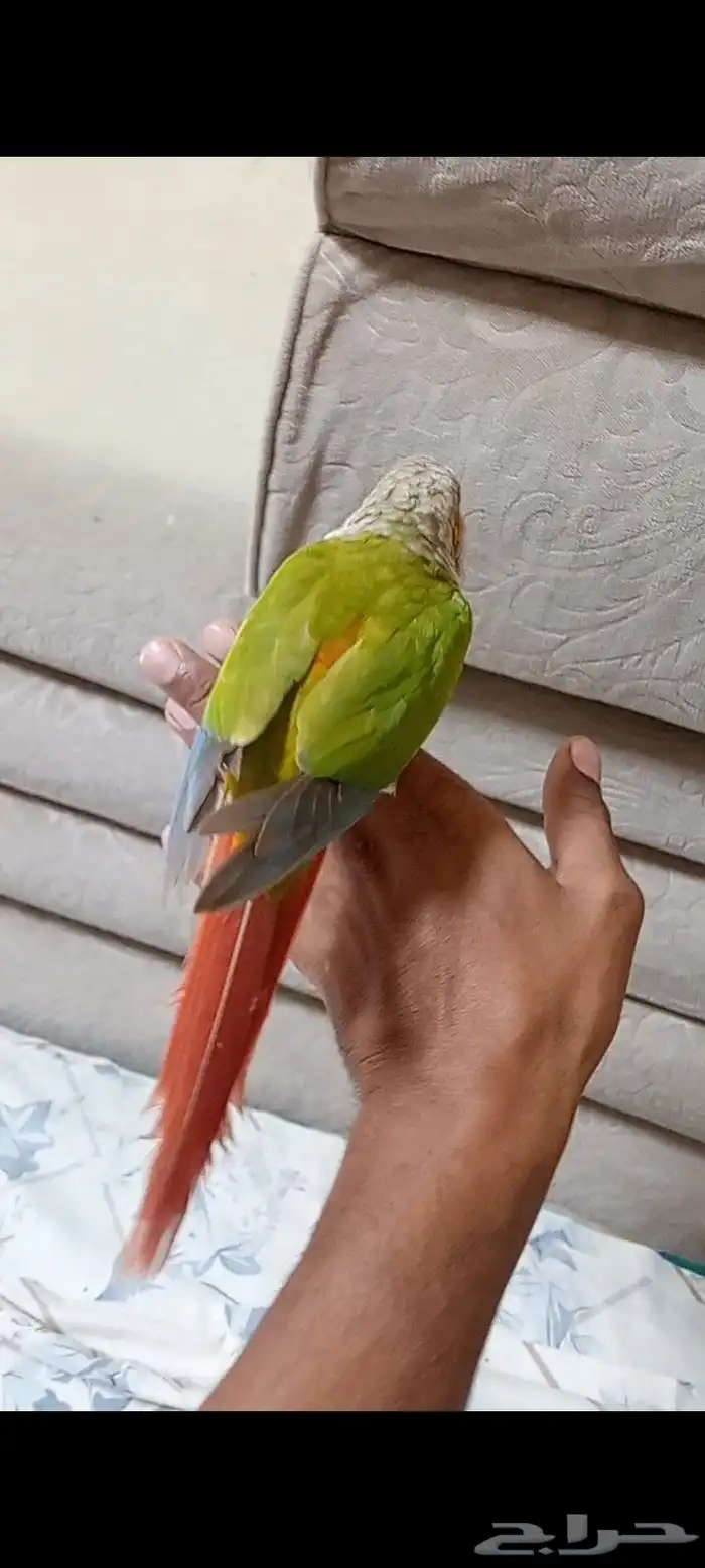 كنيور اناناس 9