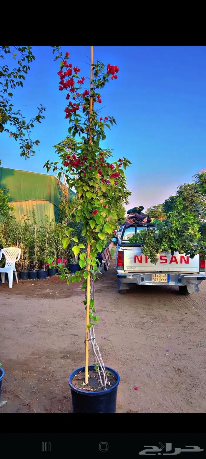 نخيل مثمر وزينه بجميع أنواعه ومقاساته المختلفه 2