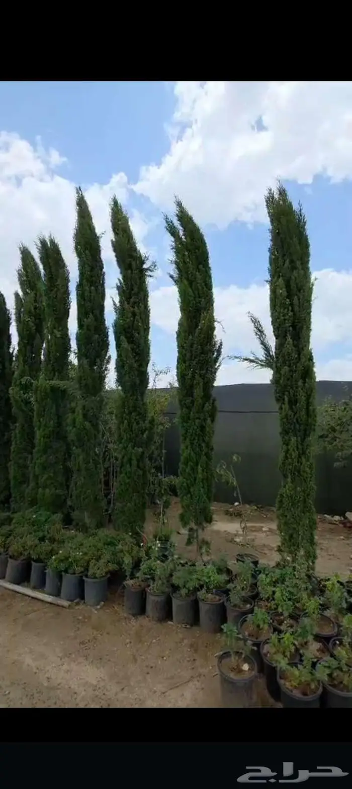 نخل واشنطني 6