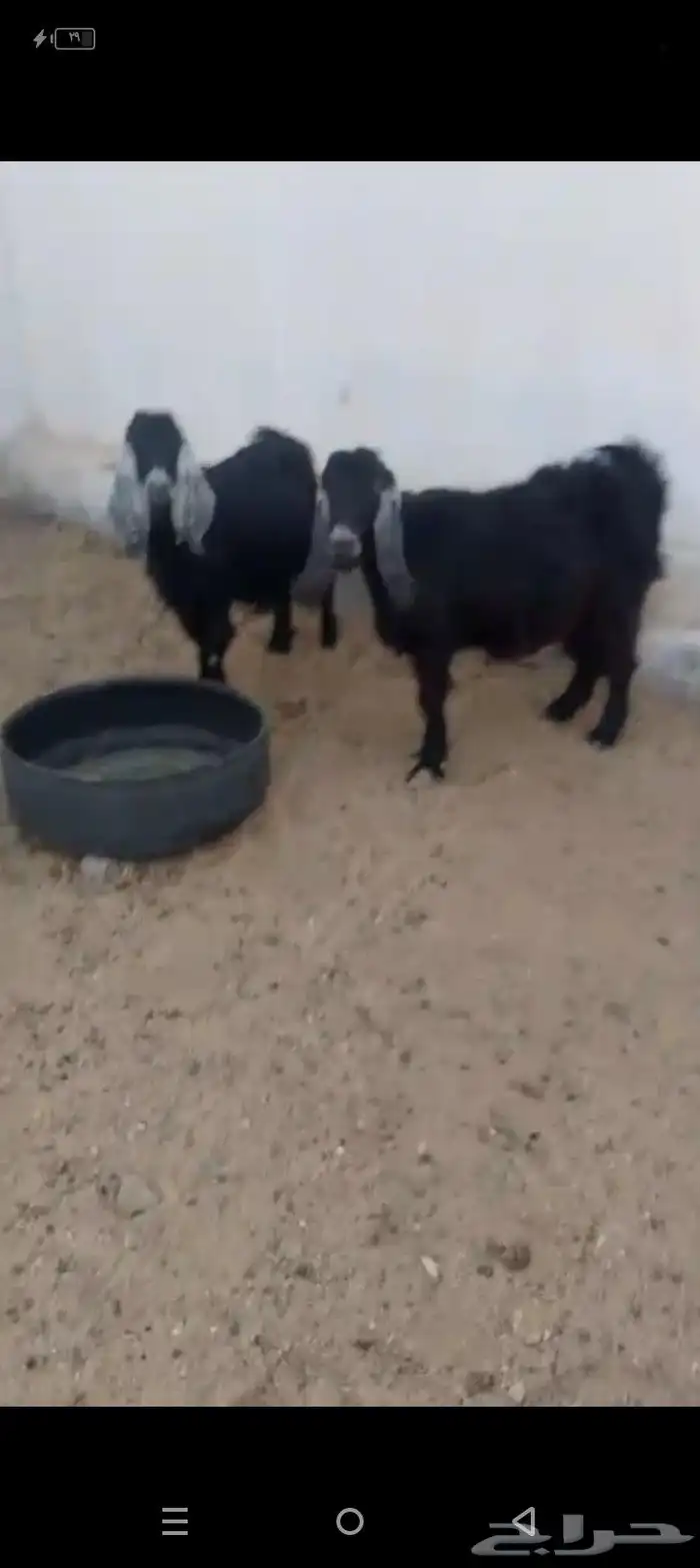 معزع معزه عوارض دفيع 3