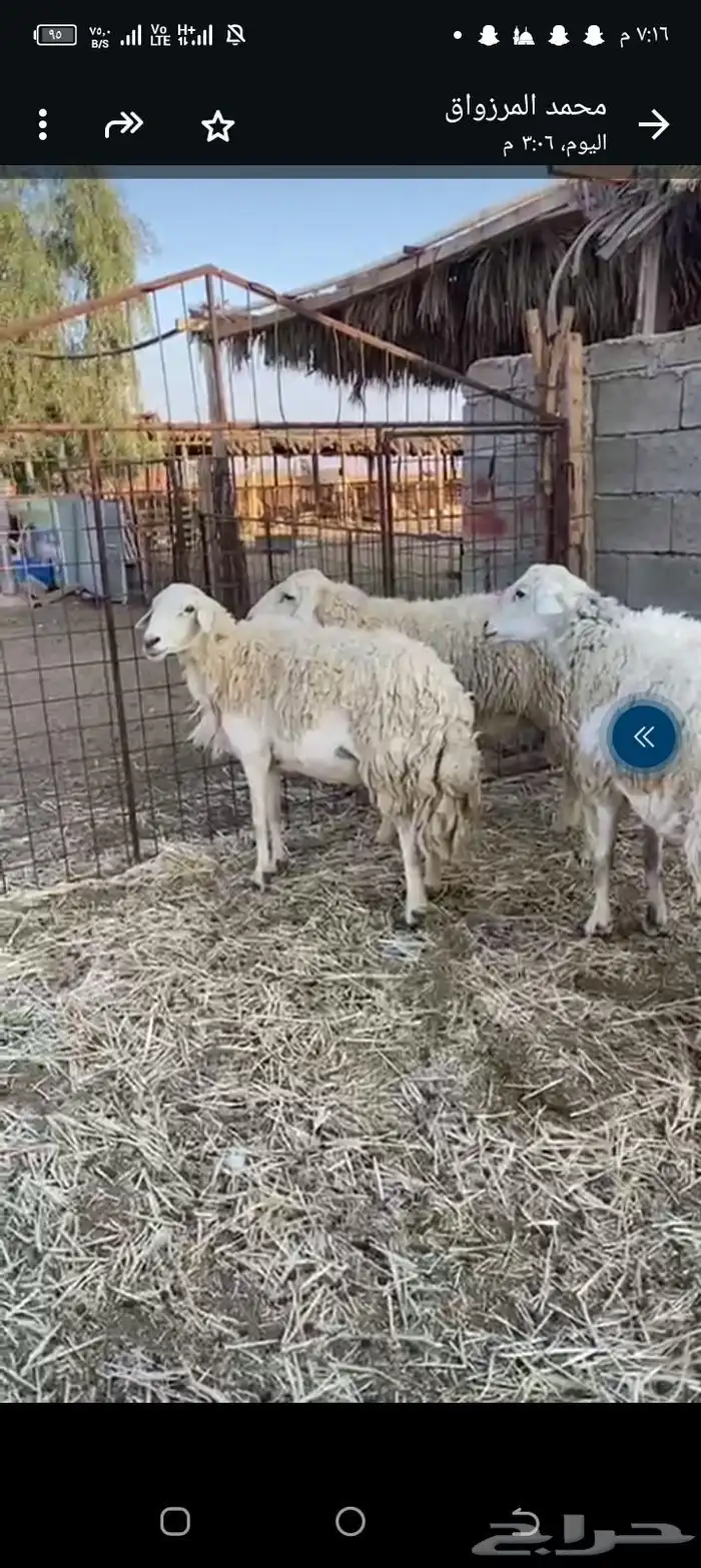 للبيع فحول حريات 1