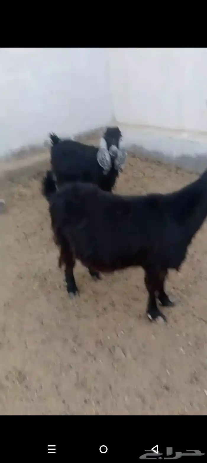 معزع معزه عوارض دفيع 1